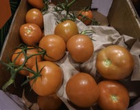 Tomatoes in cardboard box royalty free stock photos Tomatoes in cardboard box royalty free stock photos