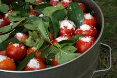 Tomatoes With Currant Leaves And Salt In Big Pan With Arm Stock Photo