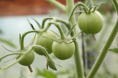 TOMATVÄXT I VÄXTHUS royaltyfria bilder TOMATVÄXT I VÄXTHUS royaltyfria bilder
