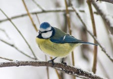 Tomtit Bird Stock Images