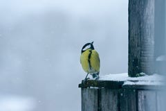 Free Tomtit Bird Stock Photography - 17564272