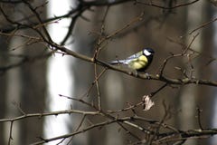 Free Tomtit On A Branch Royalty Free Stock Photo - 5985905