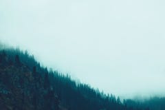 Tonalità nebbiosa di colore dei pendii di montagna dell'abetaia della nebbia fotografia stock libera da diritti Tonalità nebbiosa di colore dei pendii di montagna dell'abetaia della nebbia fotografia stock libera da diritti
