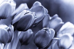 Toned B/w Flowers Background Royalty Free Stock Photography