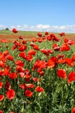 Toneel de zomer kleurrijk gebied van papavers stock foto's Toneel de zomer kleurrijk gebied van papavers stock foto's