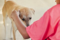 Tonårs- flicka i den rosa skjortan som hälsar hennes bruna hund när henne retur royaltyfria foton Tonårs- flicka i den rosa skjortan som hälsar hennes bruna hund när henne retur royaltyfria foton
