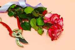 Beautiful flowers and florist equipment on pink background royalty free stock photos Beautiful flowers and florist equipment on pink background royalty free stock photos