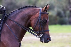 Toon Paard stock afbeelding Toon Paard stock afbeelding