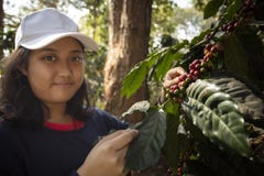 Toothy Smiling Face Of Younger Asian Teen Woman Harvesting Fresh Arabica Coffee Seed In Coffee Plantation Royalty Free Stock Image
