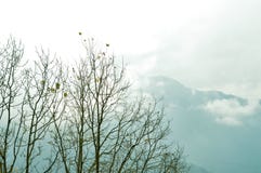 Top del árbol en fondo nevado y de niebla del invierno de la montaña Gama himalayan nublada y con su reflexión el fondo foto de archivo libre de regalías Top del árbol en fondo nevado y de niebla del invierno de la montaña Gama himalayan nublada y con su reflexión el fondo foto de archivo libre de regalías