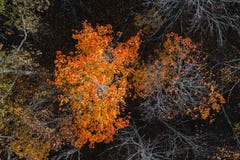 Top down view of a tree with orange leaves in autumn forest