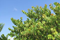 Top Of A Sea Grape Tree With Copy Space Stock Photos Top Of A Sea Grape Tree With Copy Space Stock Photos