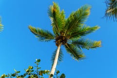 The top of a palm tree with green leaves on blue sky background Royalty Free Stock Photography The top of a palm tree with green leaves on blue sky background Royalty Free Stock Photography