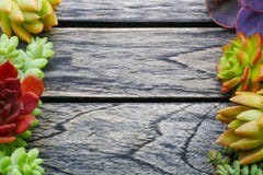 Top view cute colorful succulent plant with copy space for text stock images Top view cute colorful succulent plant with copy space for text stock images