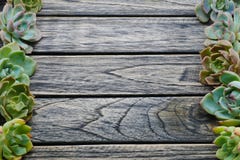Top view cute succulent plant with copy space for text on wooden background. stock image Top view cute succulent plant with copy space for text on wooden background. stock image