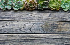 Top view cute succulent plant with copy space for text on wooden table background. stock images Top view cute succulent plant with copy space for text on wooden table background. stock images