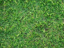 Top view of fresh green glass with copy space stock photo Top view of fresh green glass with copy space stock photo