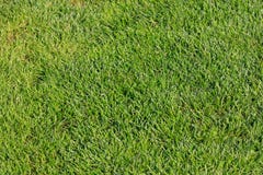 Top view of green grass for background. stock image Top view of green grass for background. stock image