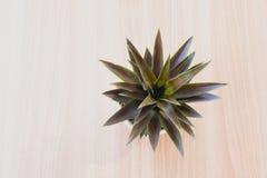 Top view green potted plant, trees in the pot on wooden table stock images Top view green potted plant, trees in the pot on wooden table stock images
