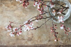 Top View Of Blooming Pink And White Spring Tree Branches On Wooden Background Stock Photography