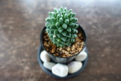 Top View Of Mammillaria Carmenae Cactus Flowers In A Ceramic Pot On Wooden Table, Small Plant In Flowerpot Royalty Free Stock Photos