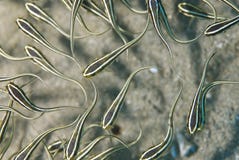 Top View Of Striped Eel Catfish. Royalty Free Stock Image Top View Of Striped Eel Catfish. Royalty Free Stock Image