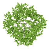 Top view of plum tree isolated on white Stock Photography Top view of plum tree isolated on white Stock Photography