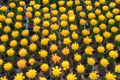 Top view of small yellow cactus selective focus in flowerpot houseplant royalty free stock photos Top view of small yellow cactus selective focus in flowerpot houseplant royalty free stock photos