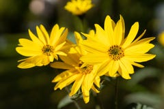 Yellow topinambur flower