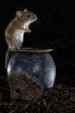 Topo che gioca nella vecchia soffitta, sylvaticus di apodemus fotografia stock Topo che gioca nella vecchia soffitta, sylvaticus di apodemus fotografia stock