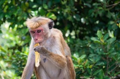 Toque Macaque Royalty Free Stock Image