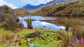 Cajas National Park, Toreadora lake, water plant and moss stock image Cajas National Park, Toreadora lake, water plant and moss stock image