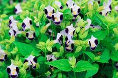 Torenia fournieri Lindl lub Wishbone kwiat kwitnienie w śródpolnych śliwkach Zdjęcia Royalty Free Torenia fournieri Lindl lub Wishbone kwiat kwitnienie w śródpolnych śliwkach Zdjęcia Royalty Free
