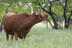 Toro del fonolocalizador de bocinas grandes mooing foto de archivo Toro del fonolocalizador de bocinas grandes mooing foto de archivo