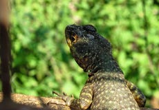 Torquatus Amazonas Lava Lizard Tropidurus, welches das Environm sucht stockfoto Torquatus Amazonas Lava Lizard Tropidurus, welches das Environm sucht stockfoto