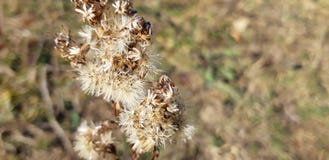 torr thistle Torrt gräs i fältet arkivfoton torr thistle Torrt gräs i fältet arkivfoton