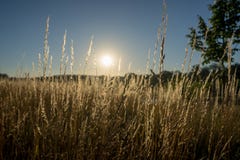 Torra gras i solnedgången mot solen royaltyfri foto Torra gras i solnedgången mot solen royaltyfri foto