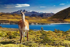 Torres del Paine, Patagonia, Chili photographie stock Torres del Paine, Patagonia, Chili photographie stock
