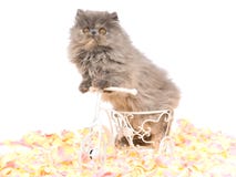 tortie för blå kattunge för cykel minipersisk Arkivfoto tortie för blå kattunge för cykel minipersisk Arkivfoto
