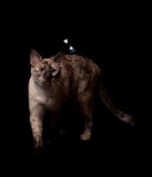Tortie punktu Syjamski kot podąża spławowego bąbel fotografia royalty free Tortie punktu Syjamski kot podąża spławowego bąbel fotografia royalty free