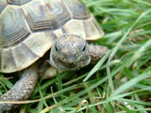 Tortoise Stock Photo Tortoise Stock Photo