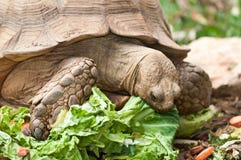 Tortoise immagine stock Tortoise immagine stock