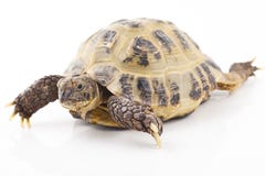 Tortoise Royalty Free Stock Photography Tortoise Royalty Free Stock Photography