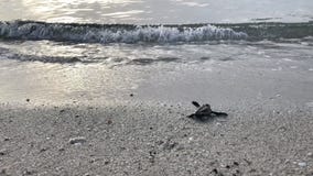 Tortue de bébé sur la plage Tortue de bébé sur la plage