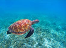 Tortue de mer de natation en plan rapproché bleu d'océan Plan rapproché de tortue de mer verte photos libres de droits Tortue de mer de natation en plan rapproché bleu d'océan Plan rapproché de tortue de mer verte photos libres de droits