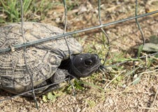 Tortues emprisonnées dans la barrière photo stock Tortues emprisonnées dans la barrière photo stock