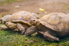 Tortues sur la fin de détail d'herbe vers le haut du portrait photo libre de droits Tortues sur la fin de détail d'herbe vers le haut du portrait photo libre de droits