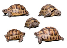 Tortuga Tortuga