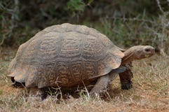 Tortuga Tortuga