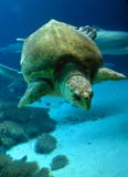 Tortuga Tortuga